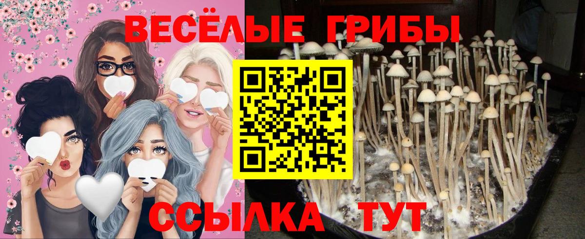 Тайшет  Галлюциногенные грибы Psilocybine cubensis  Вход с VPN 