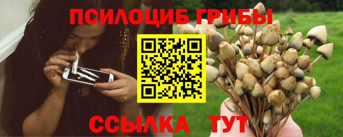 Псилоцибиновые грибы мицелий Тайшет